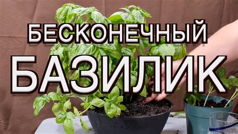 Выращиваем базилик в горшке за 30 дней - YouTube