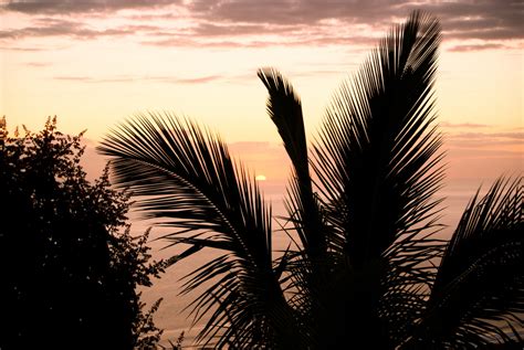 Free Images Sea Tree Nature Horizon Silhouette Cloud Sky Sun