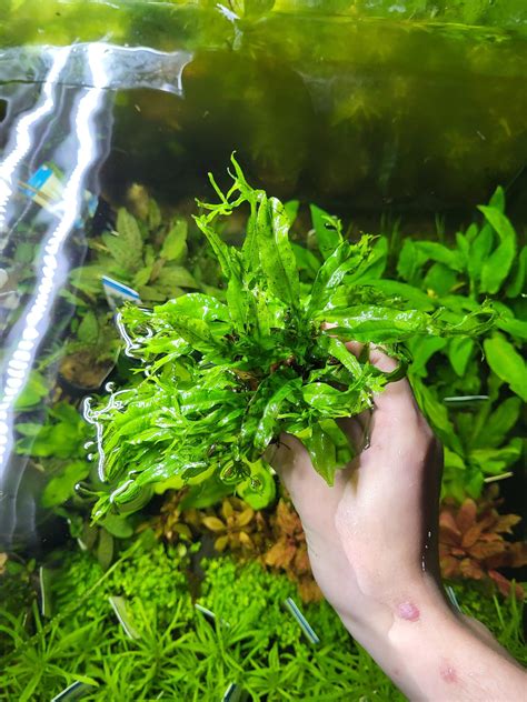 Microsorum pteropus specie