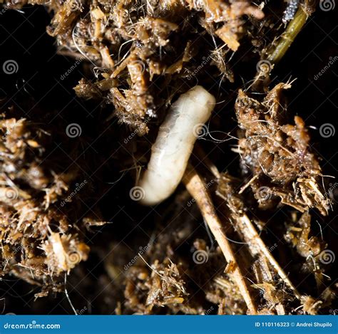 White Fly Larvae In The Soil Macro Stock Image Image Of Mixed