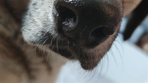 Dog Nose Free Photo On Pixabay Pixabay