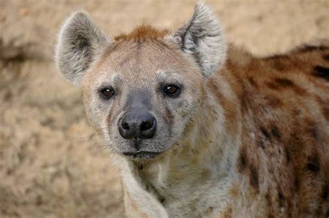 Hyenas - Wild Animals News & Facts by World Animal Foundation