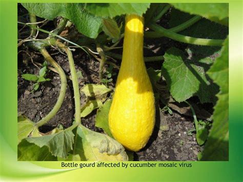 Viral Diseases Of Bottle Gourd