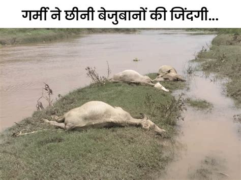 Monsoon Kaithal Ghaggar River Cow Buffalow Drowned While Taking