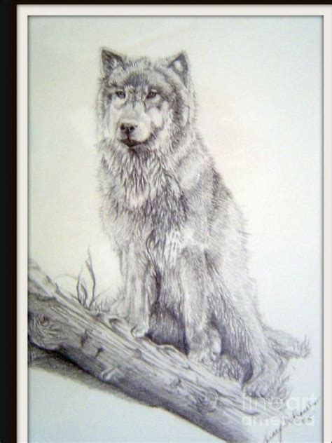 Timber Wolf Drawing by Nancy Cooper