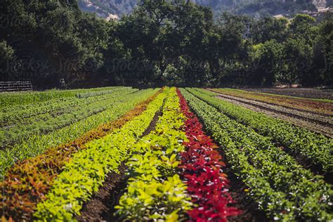 Small Organic Field With Various Crops By Stocksy Contributor Lior