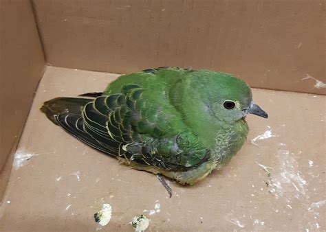 fruit dove  te papas blog