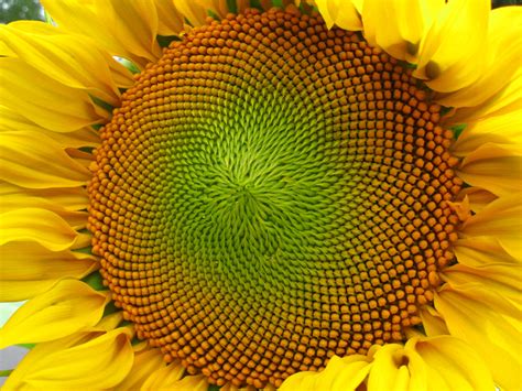 projet artistique sur les hallucinogènes : fractale / PsychoACTIF