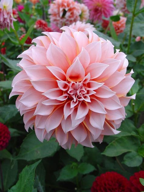 Посадка георгинов - подращивание клубней, сроки и схема посадки