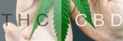 Comment Faire La Diff Renre Entre Thc Et Cbd