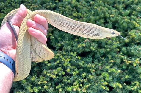Sulawesi Jansens Ratsnakes Other Rat Snake By Satoo Morphmarket