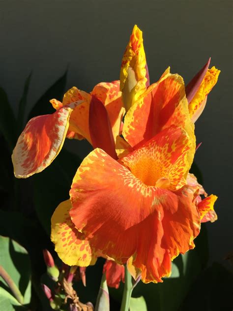 Канна ред Кинг Хамберт (55 фото)