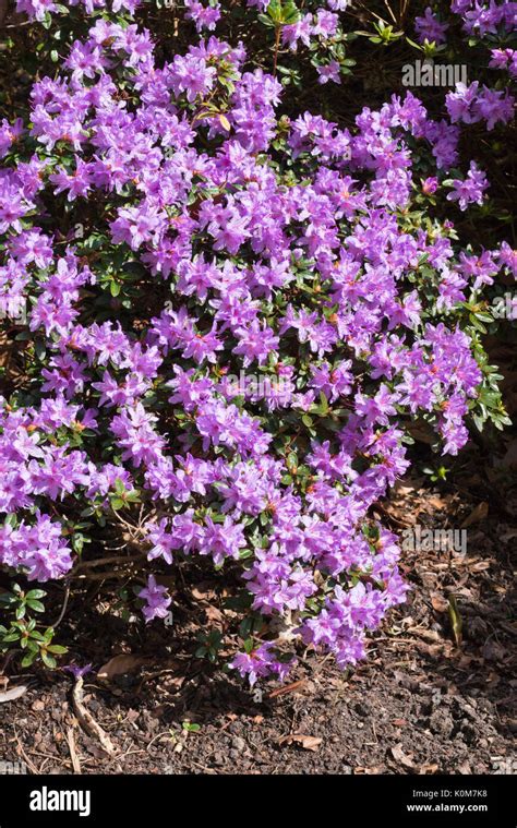 Dwarf purple rhododendron (Rhododendron impeditum 'Moorheim' Stock ...