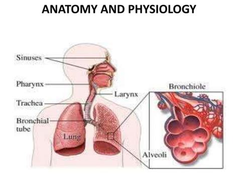 Upper Respiratory Tract Infections Ppt