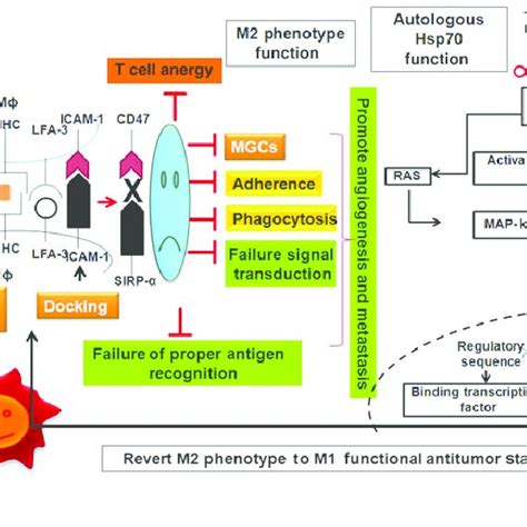 CD172a and CD47 receptor expression on macrophage phenotypes ...