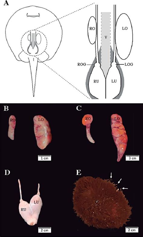 Anatomy Of The Female Reproductive System In Freshwater Stingrays A