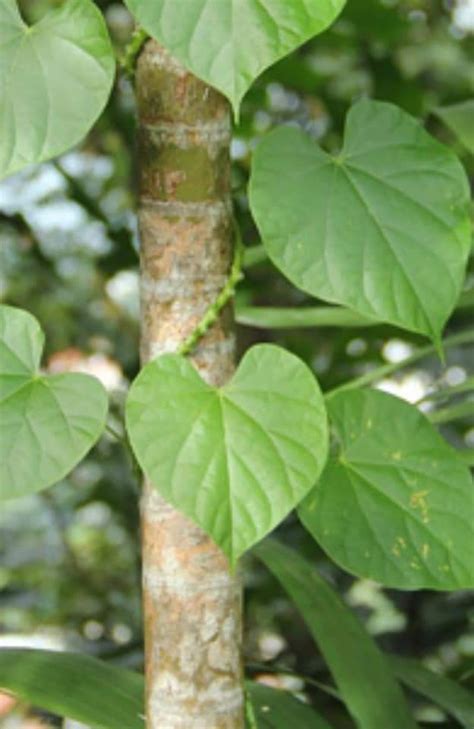 Ayurveda Initiative For Global Health Tinospora Tinospora Crispa