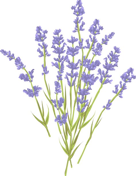 Lavender Vector At Getdrawings Free Download