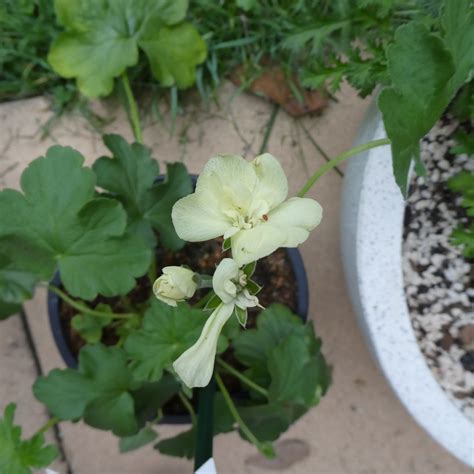 Pelargonium 'First Yellow' | Bred by PAC Elsner of Dresden. | Flickr