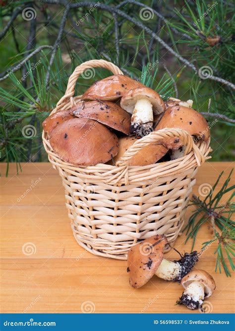 Mushrooms In The Basket Under Pine Tree Stock Image Image Of Tree