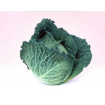 Семена капуста савойская оваса f1 ovasa f1 bejo | Купить недорого в ...