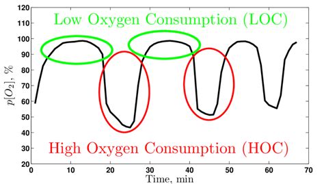 Figure S High And Low Oxygen Consumption Phases Each Metabolic Cycle