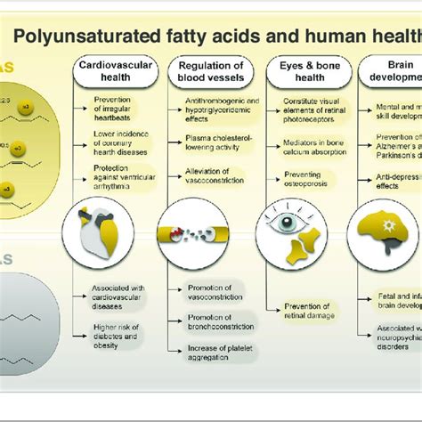 Multiple functions of proteins in human body | Download Scientific Diagram 