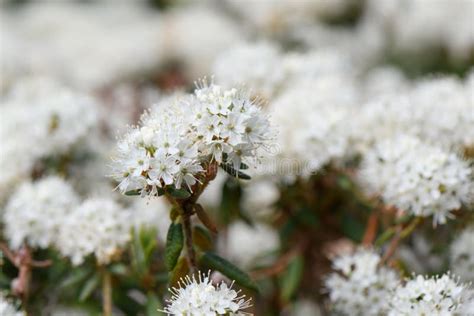 Bog Labrador Tea Rhododendron Groenlandicum Clusters Of Fragrant White