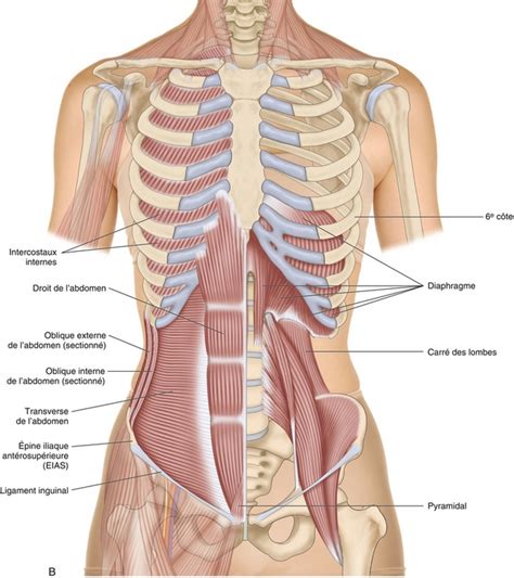 Muscles Du Rachis Et De La Cage Thoracique Medicine Key