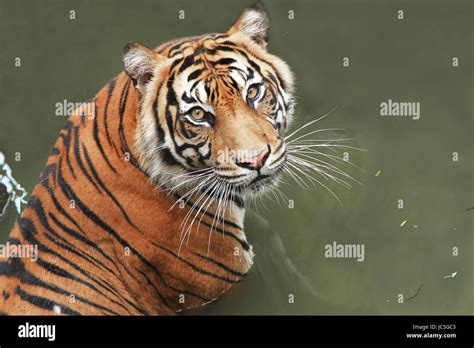 face stock photo alamy