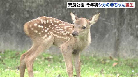 奈良公園 今年はじめて生まれたシカの赤ちゃん公開 7月にかけ約200頭が生まれるベビーラッシュ Tbs News Dig