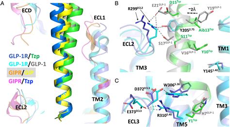 Structural Determinants Of Dual Incretin Receptor Agonism By