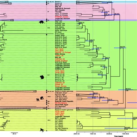 Phylogenetic Trees A Maximum Parsimony Tree Of All Published Modern