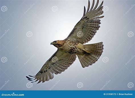 Red-Tailed Hawk Royalty-Free Stock Image | CartoonDealer.com #31938172