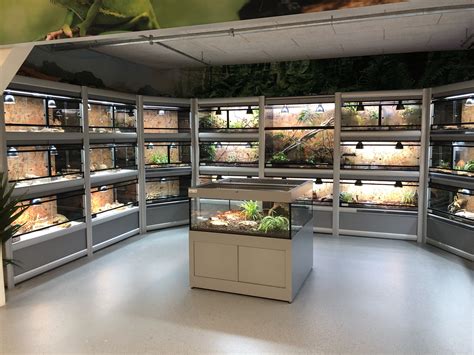 Reptile display – Artofit