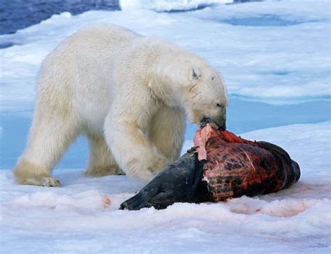 Zoologger Polar Bears Evolved To Eat Junk Food New Scientist