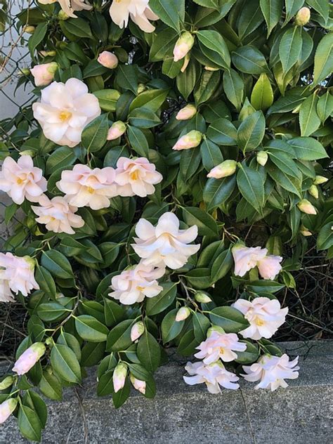Camellia Flower Garden - Free photo on Pixabay - Pixabay