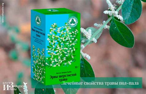 Трава пол-пала. Лечебные свойства и противопоказания. Применение. Отзывы
