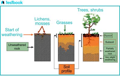 soil formation process  soil formation  factors affecting
