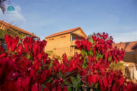 Nile Front Cottages Electronic Tourism Link