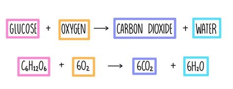 Respiration Class 10 Notes Cbse Class Notes Online Classnotes123