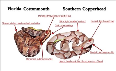 Southern Copperhead vs. Florida Cottonmouth An Identification Challenge ...