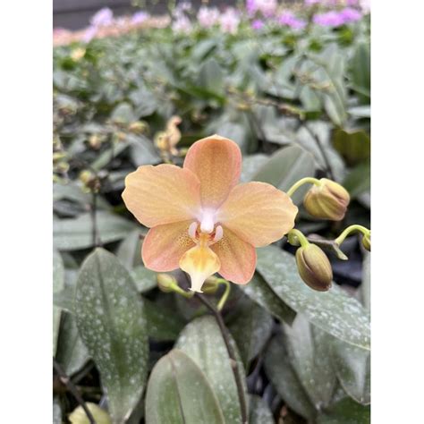 Орхидея Phal. I-Hsin Maple Valley - купить, доставка Украина