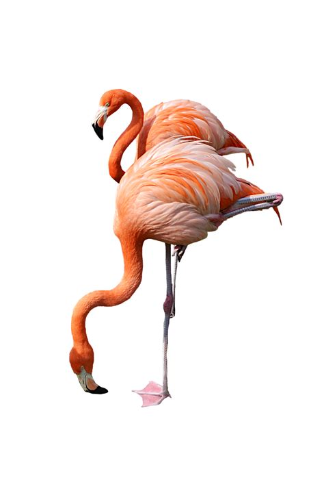 Flamingo Png Transparent Images Png All