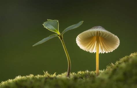 Mushroom Photography:Comprehensive Capturing Nature's beauty