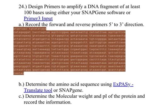 Solved 24.) Design Primers to amplify a DNA fragment of at | Chegg.com