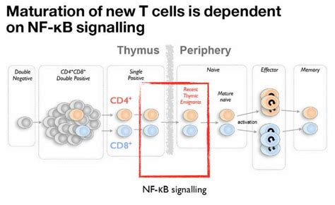 Nf Kb Signalling In T Cell Homeostasis Institute Of Immunity And