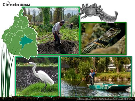 Lago de Xochimilco historia flora fauna contaminación Jogue