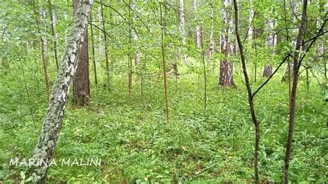 СЛЕДИТЬ за УМОМ и РЕЧЬЮ #самопознание #просветление #пробуждение ...