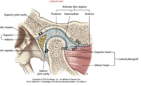 Biomechanics Of The Tmj Flashcards Quizlet